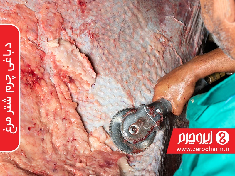 دباغی چرم شترمرغ